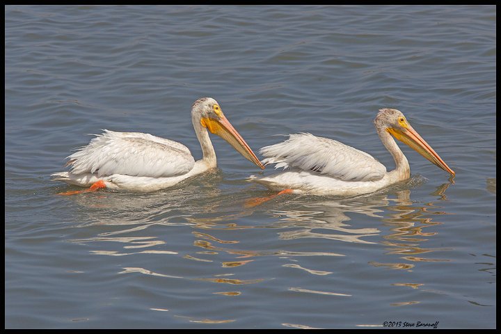 _3SB5508 american white pelicans.jpg